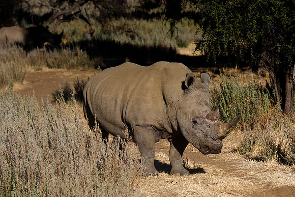 " white Rhino", poaching, Africa, horns, charge, " endangered species", Namibia, " South Africa", Zimbabwe, Botswana, Zambia, Kenya, Tanzania, savanna, safari, prairie, charging, safari, vacations, to