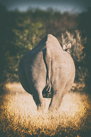 Africa, Bertazzoni, Botswana, India, Kenya, Namibia, Nikon, "South Africa", Tanzania, Zimbabwe, "black & white", "black rhino", "chinese medicine", details, holiday, horn, hunting, muscles, poaching,