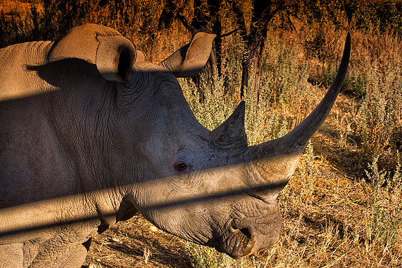 " white Rhino", poaching, Africa, horns, charge, " endangered species", Namibia, " South Africa", Zimbabwe, Botswana, Zambia, Kenya, Tanzania, savanna, safari, prairie, charging, safari, vacations, to