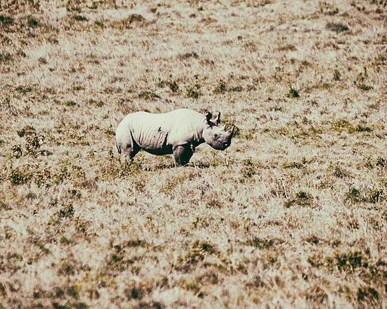 Africa, Bertazzoni, Botswana, India, Kenya, Namibia, Nikon, "South Africa", Tanzania, Zimbabwe, "black rhino", "chinese medicine", details, holiday, horn, hunting, poaching, safari, structurem, zoo