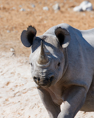 Africa, Bertazzoni, Botswana, India, Kenya, Namibia, Nikon, "South Africa", Tanzania, Zimbabwe, "black & white", "black rhino", "chinese medicine", details, holiday, horn, hunting, muscles, poaching,
