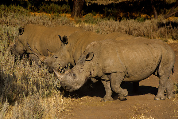 " white Rhino", poaching, Africa, horns, charge, " endangered species", Namibia, " South Africa", Zimbabwe, Botswana, Zambia, Kenya, Tanzania, savanna, safari, prairie, charging, safari, vacations, to