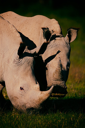 Africa, Bertazzoni, Botswana, India, Kenya, Namibia, Nikon, "South Africa", Tanzania, Zimbabwe, "black rhino", "chinese medicine", details, holiday, horn, hunting, poaching, safari, structure, zoo, po
