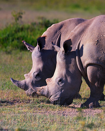 Africa, Bertazzoni, Botswana, India, Kenya, Namibia, Nikon, "South Africa", Tanzania, Zimbabwe, "black & white", "black rhino", "chinese medicine", details, holiday, horn, hunting, muscles, poaching,