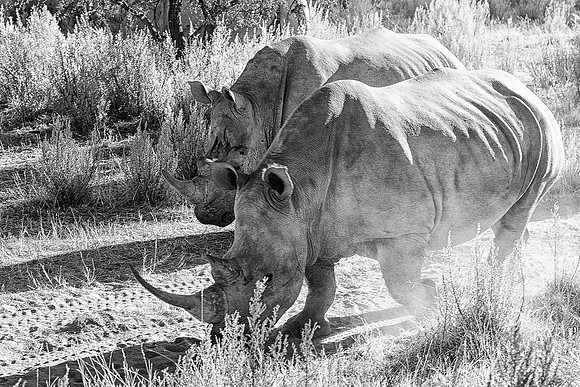 Africa, Africa, Botswana, India, Namibia," South Africa", Zimbabwe, artistic, bertazzoni, "black & white", charge, horns, poaching, rhino, rhino, safari, savanna, white, zoo, artistic
