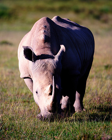 Africa, Bertazzoni, Botswana, India, Kenya, Namibia, Nikon, "South Africa", Tanzania, Zimbabwe, "black rhino", "chinese medicine", details, holiday, horn, hunting, poaching, safari, structure, zoo, po