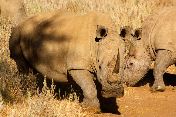 Africa,"South Africa", Botswana, Kenya, Namibia, Tanzania, Zambia, Zimbabwe, bertazzoni, charge, charging, endangered, horns, poaching, prairie, safari, safari, savanna, species, tourism, vacations, w