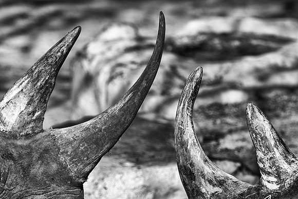 horns, "black & white", "black rhinos", artistic, details, structure, contrast, Nikon, Bertazzoni, abstract, nature, Africa, India, poaching,