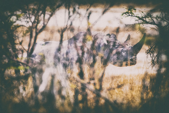 Africa, Bertazzoni, Botswana, India, Kenya, Namibia, Nikon, "South Africa", Tanzania, Zimbabwe, "black & white", "black rhino", "chinese medicine", details, holiday, horn, hunting, muscles, poaching,