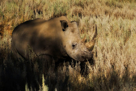 " white Rhino", poaching, Africa, horns, charge, " endangered species", Namibia, " South Africa", Zimbabwe, Botswana, Zambia, Kenya, Tanzania, savanna, safari, prairie, charging, safari, vacations, to