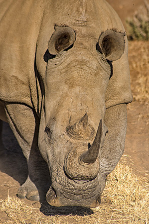 Africa,"South Africa", Botswana, Kenya, Namibia, Tanzania, Zambia, Zimbabwe, bertazzoni, charge, charging, endangered, horns, poaching, prairie, safari, safari, savanna, species, tourism, vacations, w
