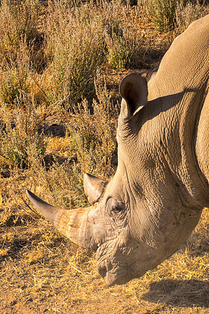 Africa,"South Africa", Botswana, Kenya, Namibia, Tanzania, Zambia, Zimbabwe, bertazzoni, charge, charging, endangered, horns, poaching, prairie, safari, safari, savanna, species, tourism, vacations, w