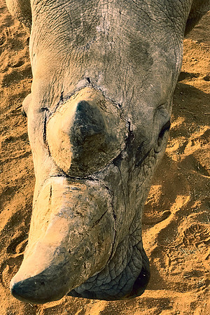 White Rhino