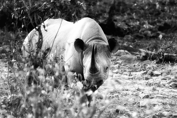 Africa, Bertazzoni, Botswana, India, Kenya, Namibia, Nikon, "South Africa", Tanzania, Zimbabwe, "black & white", "black rhino", "chinese medicine", details, holiday, horn, hunting, muscles, poaching,