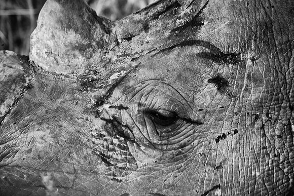 Africa, Botswana, Kenya, Namibia, "South Africa", Tanzania, Zambia, Zimbabwe, "black & White", charge, charging, "endangered species", horns, poaching, prairie, safari, safari, savanna, scars, tourism