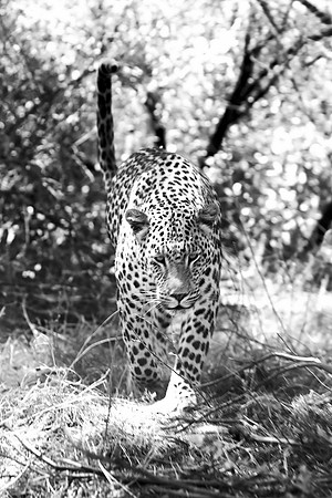 Africa, Bertazzoni, Botswana, Camouflage, India, Kenya, Mozambique, Namibia, Nikon, "South Africa", Tanzania, Zambia, Zimbabwe, claws, conservation, detail, forest, hiding, hunting, leopard, nature, p