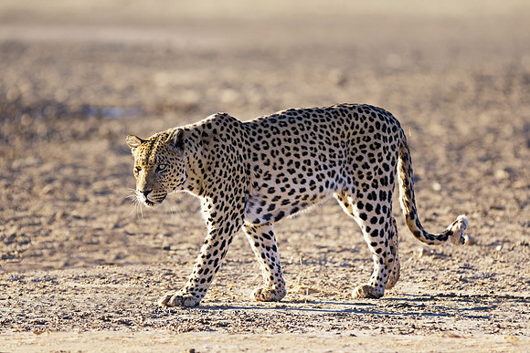 Africa, Bertazzoni, Botswana, Camouflage, India, Kenya, Mozambique, Namibia, Nikon, "South Africa", Tanzania, Zambia, Zimbabwe, claws, conservation, detail, forest, hiding, hunting, leopard, nature, p