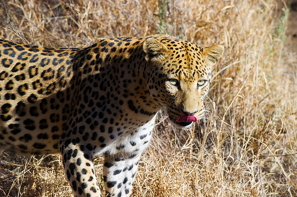 Camouflage, leopard, savanna, spots, teeth, claws, sabres, tail, detail, Africa, India, conservation, Tanzania, Kenya, Botswana, Namibia, Mozambique, " South Africa", Zimbabwe, Zambia, poaching, parks