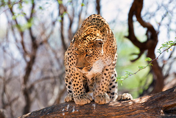 Africa, Bertazzoni, Botswana, Camouflage, India, Kenya, Mozambique, Namibia, Nikon, "South Africa", Tanzania, Zambia, Zimbabwe, claws, conservation, detail, forest, hiding, hunting, leopard, nature, p