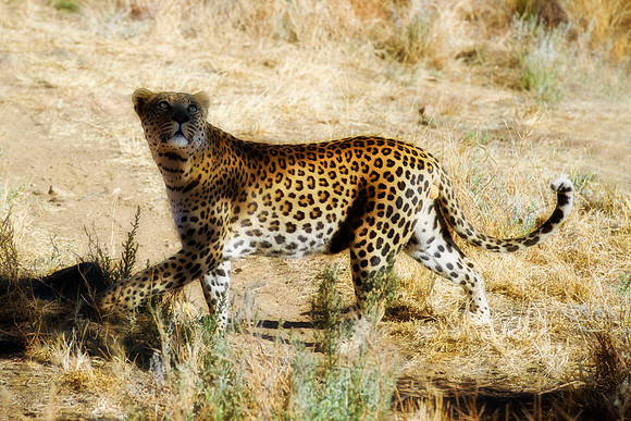 Camouflage, leopard, savanna, spots, teeth, claws, sabres, tail, detail, Africa, India, conservation, Tanzania, Kenya, Botswana, Namibia, Mozambique, " South Africa", Zimbabwe, Zambia, poaching, parks