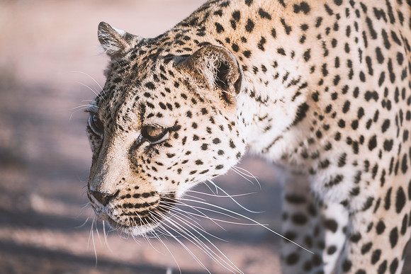Leopard