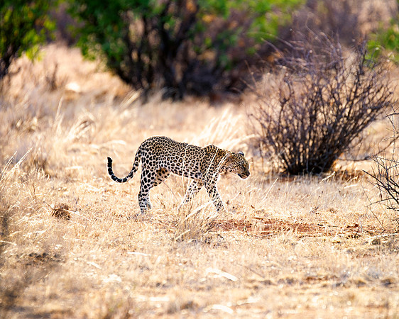 Africa, Botswana, Camouflage, India, Kenya, Mozambique, Namibia, "South Africa", Tanzania, Zambia, Zimbabwe, claws, conservation, detail, forest, hiding, hunting, leopard, nature, parks, poaching, sab