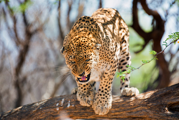 Africa, Bertazzoni, Botswana, Camouflage, India, Kenya, Mozambique, Namibia, Nikon, "South Africa", Tanzania, Zambia, Zimbabwe, claws, conservation, detail, forest, hiding, hunting, leopard, nature, p