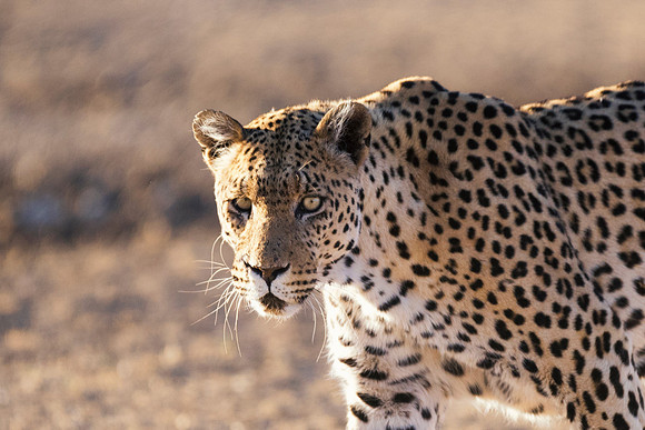 Africa, Bertazzoni, Botswana, Camouflage, India, Kenya, Mozambique, Namibia, Nikon, "South Africa", Tanzania, Zambia, Zimbabwe, claws, conservation, detail, forest, hiding, hunting, leopard, nature, p