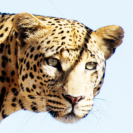 Africa, Botswana, Camouflage, India, Kenya, Mozambique, Namibia, "South Africa", Tanzania, Zambia, Zimbabwe, claws, conservation, detail, forest, hiding, hunting, leopard, nature, parks, poaching, sab