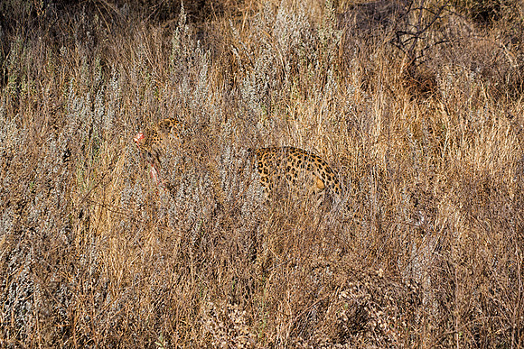 Camouflage, leopard, savanna, spots, teeth, claws, sabres, tail, detail, Africa, India, conservation, Tanzania, Kenya, Botswana, Namibia, Mozambique, " South Africa", Zimbabwe, Zambia, poaching, parks