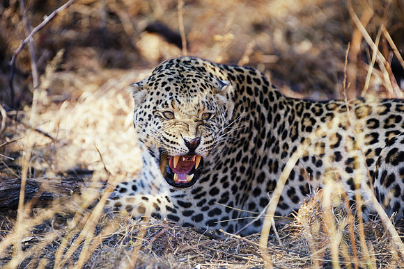 Africa, Bertazzoni, Botswana, Camouflage, India, Kenya, Mozambique, Namibia, Nikon, "South Africa", Tanzania, Zambia, Zimbabwe, claws, conservation, detail, forest, hiding, hunting, leopard, nature, p
