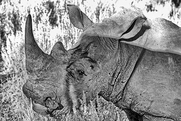 Africa, Africa, Botswana, India, Namibia, South, Zimbabwe, artistic, bertazzoni, "black & white", charge, horns, poaching, rhino, rhino, safari, savanna, white, zoo