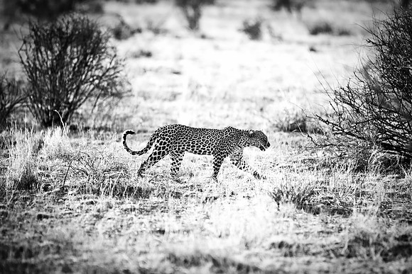 Africa, Botswana, Camouflage, India, Kenya, Mozambique, Namibia, "South Africa", Tanzania, Zambia, Zimbabwe, claws, conservation, detail, forest, hiding, hunting, leopard, nature, parks, poaching, sab