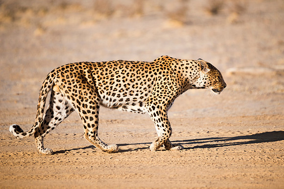 Africa, Bertazzoni, Botswana, Camouflage, India, Kenya, Mozambique, Namibia, Nikon, "South Africa", Tanzania, Zambia, Zimbabwe, claws, conservation, detail, forest, hiding, hunting, leopard, nature, p