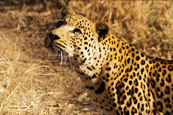 Camouflage, leopard, savanna, spots, teeth, claws, sabres, tail, detail, Africa, India, conservation, Tanzania, Kenya, Botswana, Namibia, Mozambique, " South Africa", Zimbabwe, Zambia, poaching, parks
