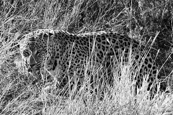Africa, Botswana, Camouflage, India, Kenya, Mozambique, Namibia, "South Africa", Tanzania, Zambia, Zimbabwe, claws, conservation, detail, forest, hiding, hunting, leopard, nature, parks, poaching, sab
