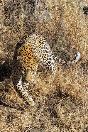 Africa, Botswana, Camouflage, India, Kenya, Mozambique, Namibia, "South Africa", Tanzania, Zambia, Zimbabwe, bertazzoni, carpet, claws, conservation, detail, forest, fur, hiding, hunting, leopard, nat