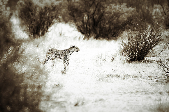 Africa, Botswana, Camouflage, India, Kenya, Mozambique, Namibia, "South Africa", Tanzania, Zambia, Zimbabwe, claws, conservation, detail, forest, hiding, hunting, leopard, nature, parks, poaching, sab