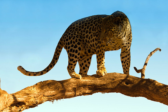 Camouflage, leopard, savanna, spots, teeth, claws, sabres, tail, detail, Africa, India, conservation, Tanzania, Kenya, Botswana, Namibia, Mozambique, " South Africa", Zimbabwe, Zambia, poaching, parks