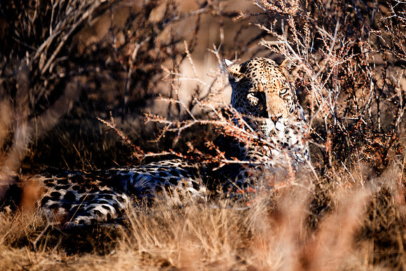 Africa, Bertazzoni, Botswana, Camouflage, India, Kenya, Mozambique, Namibia, Nikon, "South Africa", Tanzania, Zambia, Zimbabwe, claws, conservation, detail, forest, hiding, hunting, leopard, nature, p