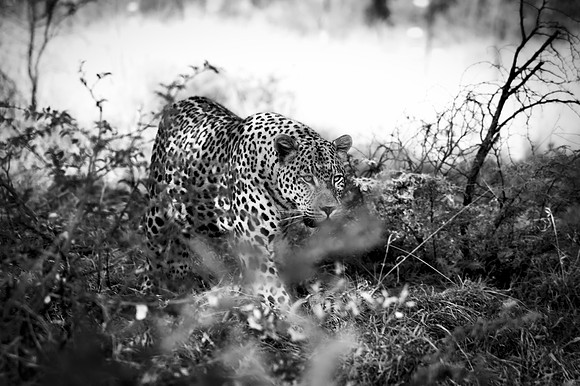 Africa, Bertazzoni, Botswana, Camouflage, India, Kenya, Mozambique, Namibia, Nikon, "South Africa", Tanzania, Zambia, Zimbabwe, claws, conservation, detail, forest, hiding, hunting, leopard, nature, p