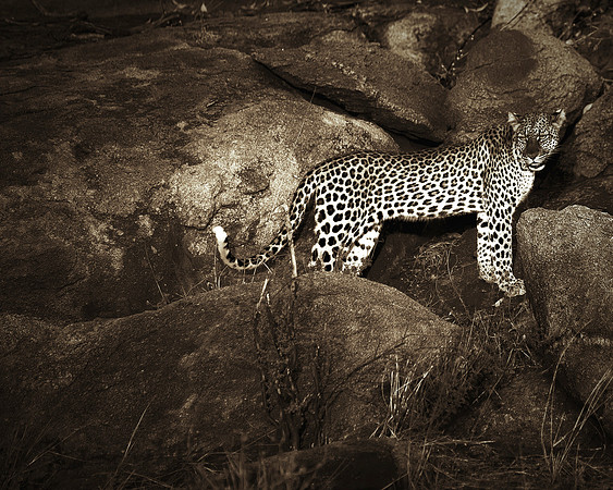 Africa, Bertazzoni, Botswana, Camouflage, India, Kenya, Mozambique, Namibia, Nikon, "South Africa", Tanzania, Zambia, Zimbabwe, claws, conservation, detail, forest, hiding, hunting, leopard, nature, p