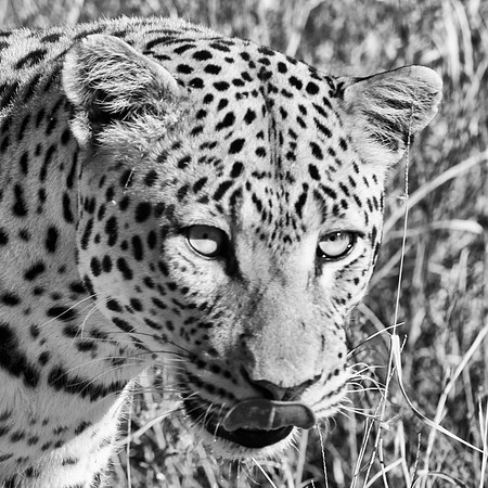Africa, Botswana, Camouflage, India, Kenya, Mozambique, Namibia, "South Africa", Tanzania, Zambia, Zimbabwe, bertazzoni, carpet, claws, conservation, detail, forest, fur, hiding, hunting, leopard, nat