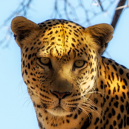 Africa, Botswana, Camouflage, India, Kenya, Mozambique, Namibia, "South Africa", Tanzania, Zambia, Zimbabwe, claws, conservation, detail, forest, hiding, hunting, leopard, nature, parks, poaching, sab