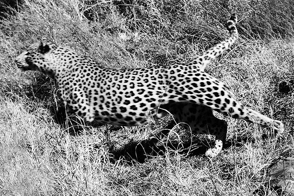Africa, Botswana, Camouflage, India, Kenya, Mozambique, Namibia, "South Africa", Tanzania, Zambia, Zimbabwe, bertazzoni, carpet, claws, conservation, detail, forest, fur, hiding, hunting, leopard, nat