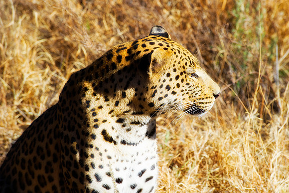 Camouflage, leopard, savanna, spots, teeth, claws, sabres, tail, detail, Africa, India, conservation, Tanzania, Kenya, Botswana, Namibia, Mozambique, " South Africa", Zimbabwe, Zambia, poaching, parks