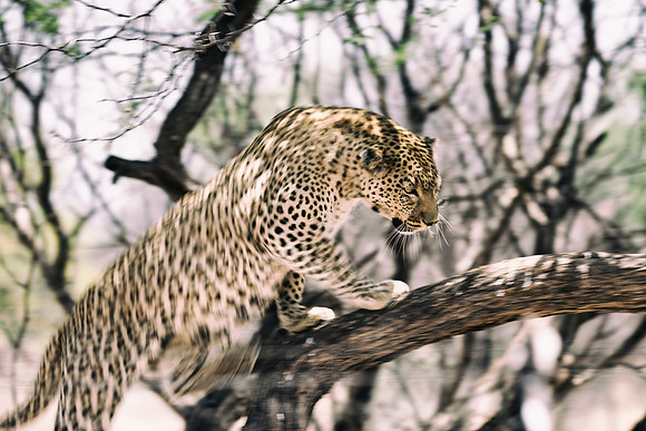 Africa, Bertazzoni, Botswana, Camouflage, India, Kenya, Mozambique, Namibia, Nikon, "South Africa", Tanzania, Zambia, Zimbabwe, claws, conservation, detail, forest, hiding, hunting, leopard, nature, p