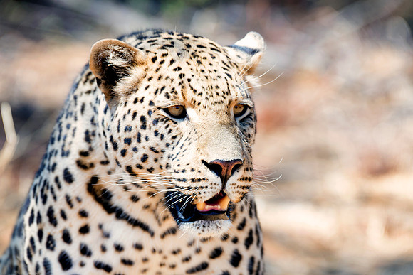 Africa, Bertazzoni, Botswana, Camouflage, India, Kenya, Mozambique, Namibia, Nikon, "South Africa", Tanzania, Zambia, Zimbabwe, claws, conservation, detail, forest, hiding, hunting, leopard, nature, p