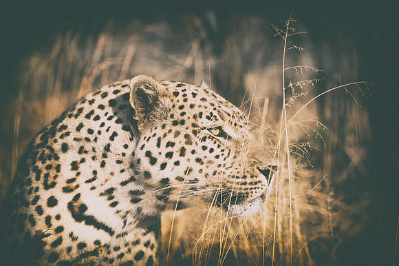 Africa, Bertazzoni, Botswana, Camouflage, India, Kenya, Mozambique, Namibia, Nikon, "South Africa", Tanzania, Zambia, Zimbabwe, claws, conservation, detail, forest, hiding, hunting, leopard, nature, p