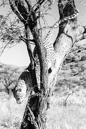 Africa, Botswana, Camouflage, India, Kenya, Mozambique, Namibia, "South Africa", Tanzania, Zambia, Zimbabwe, claws, conservation, detail, forest, hiding, hunting, leopard, nature, parks, poaching, sab
